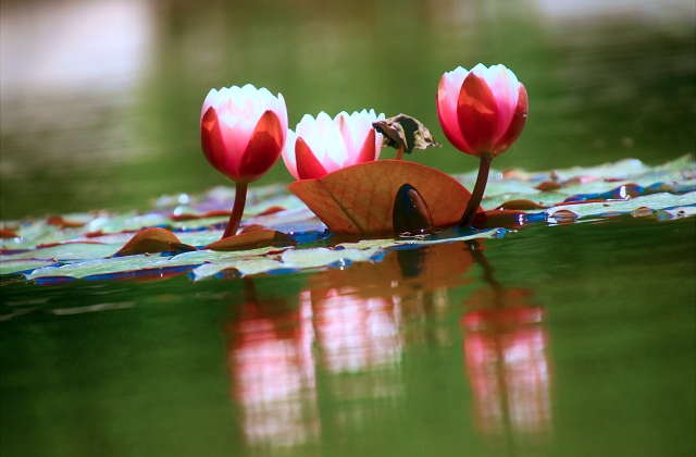 Landscaping Pond