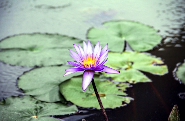 Landscaping Pond