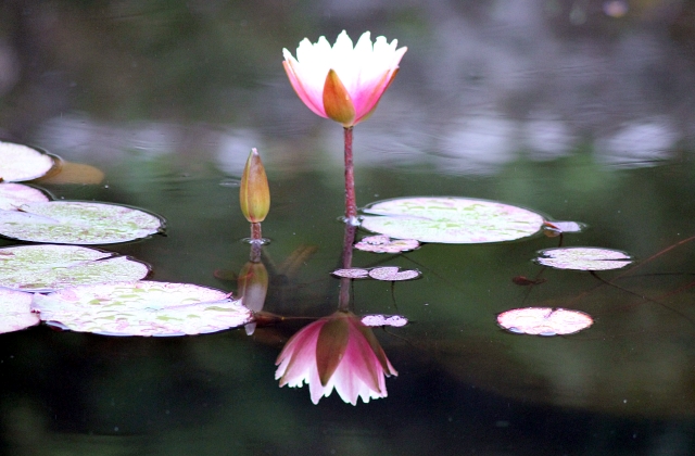 Landscaping Pond