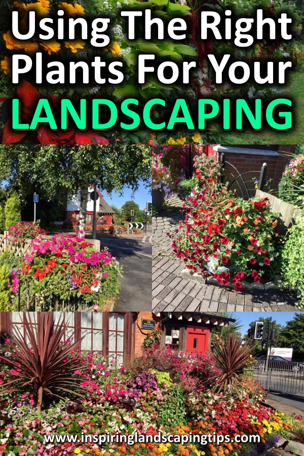 Landscaping Plants