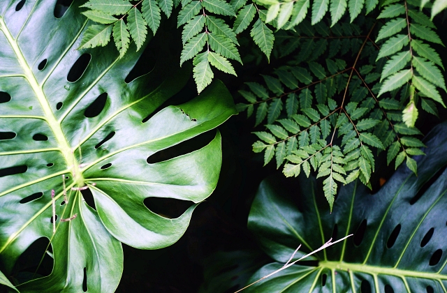 Landscaping Plants