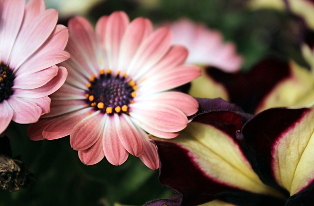 Which Flowers Grow Back Every Year?