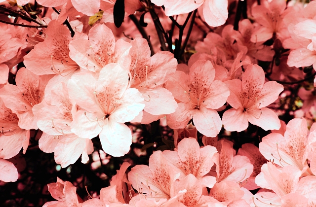 Landscape Flowers