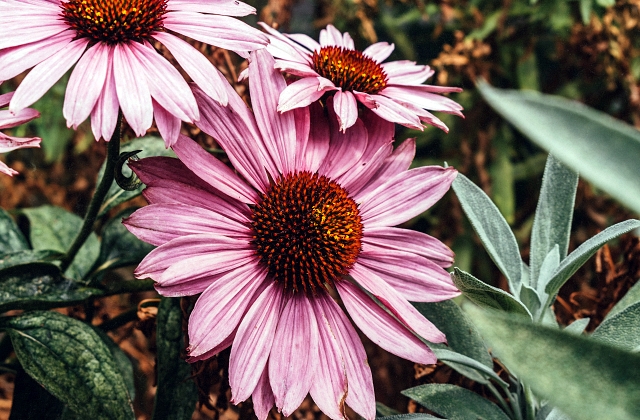 Landscape Flowers