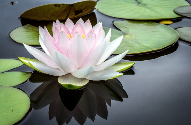 Landscaping Pond