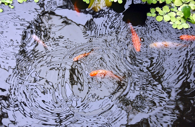 Landscaping Pond