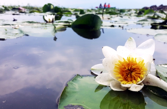 Landscaping Pond