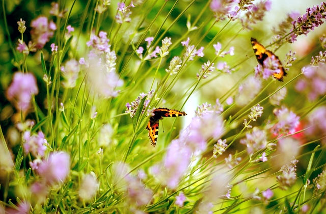 What Perennials Bloom the Longest?