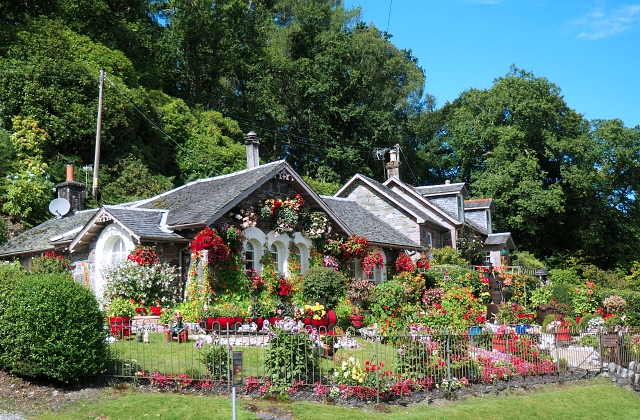 What Flower bushes Bloom All Summer?