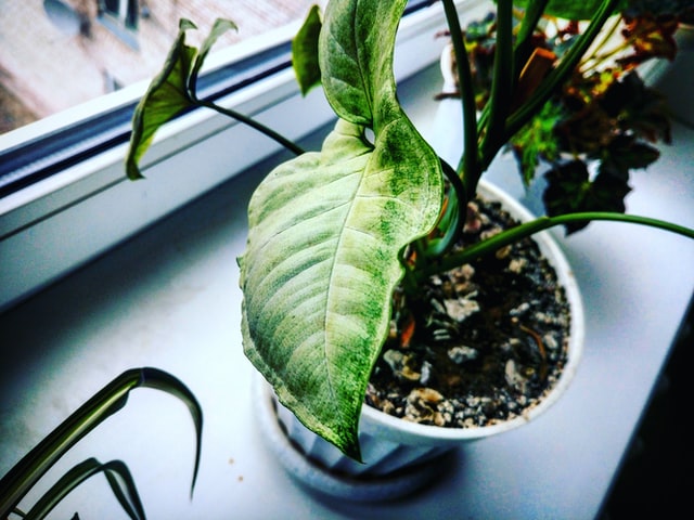 Indoor Gardening