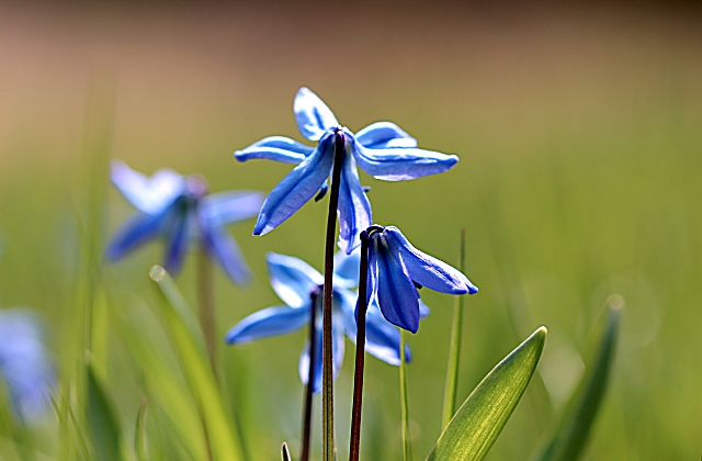 How Do You Start a Flower Garden For Beginners?