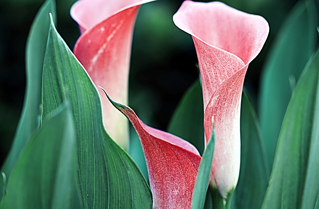 How Do I Design a Small Flower Garden?