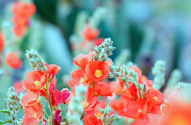 Is It Better Plant Flowers Or Seeds?