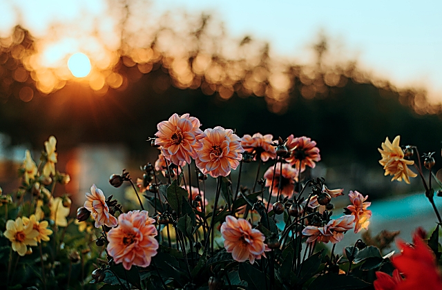 Should Flower Beds Be Higher Than Lawn?