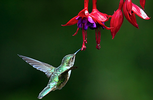 Can I Just Scatter Wildflower Seeds?