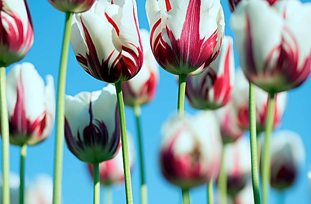 Can You Just Sprinkle Flower Seeds?