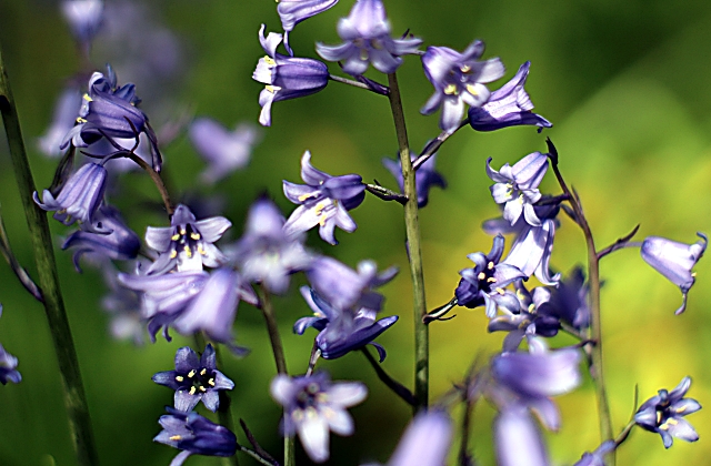 What Are the Easiest Flowers to Grow in Pots?