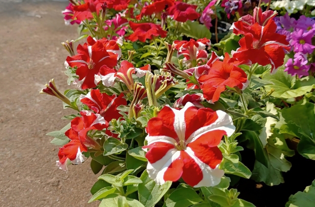 Landscaping Flowers